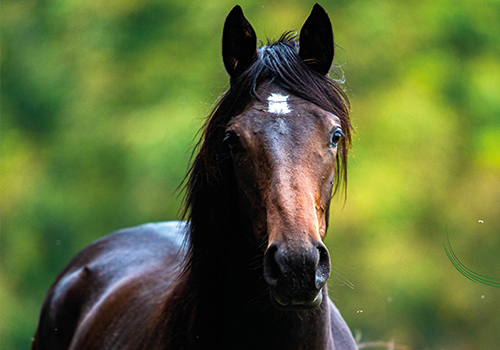 French Design Awards Winner - The fascinating world of thoroughbreds by comcom.ooo