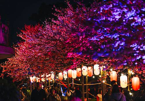 French Design Awards Winner - 2024 New Taipei City Cherry Blossom Festival by Agriculture Bureau, New Taipei City Government