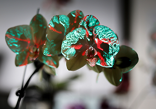 French Design Awards -  Dancing Aurora Orchid