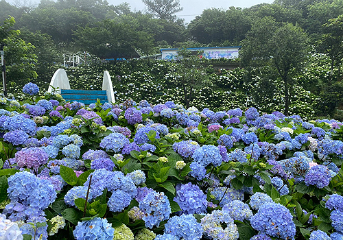 French Design Awards Winner - 2024 Wanli Hydrangea Festival by Modern Design Management Consultant Co.,Ltd.