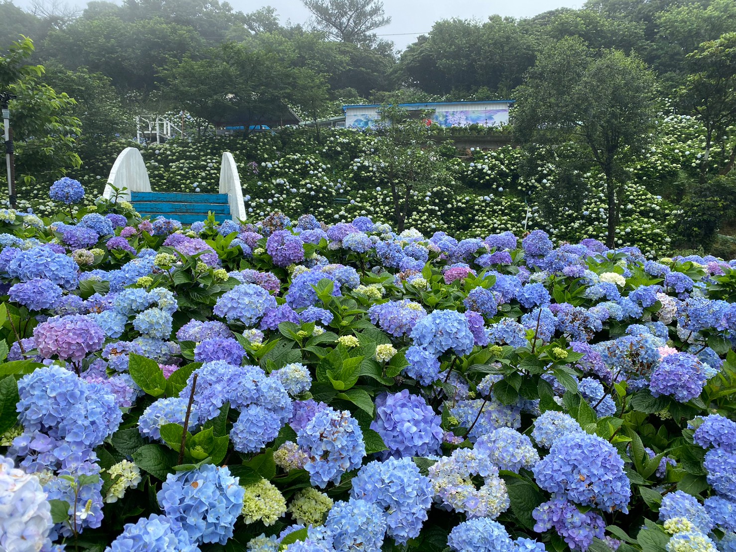 French Design Awards - 2024 Wanli Hydrangea Festival